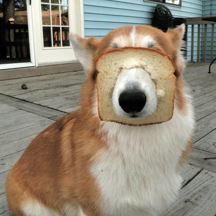 Toast Dog