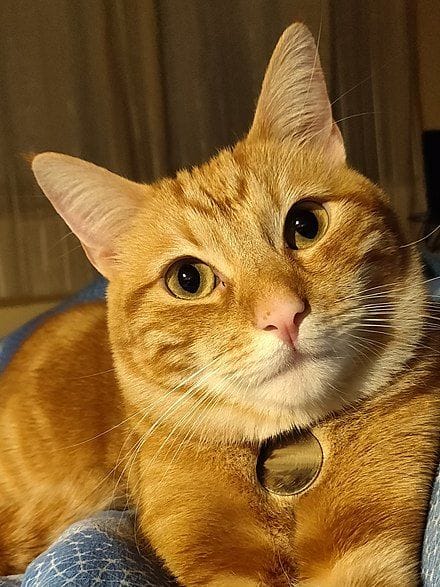 Felix