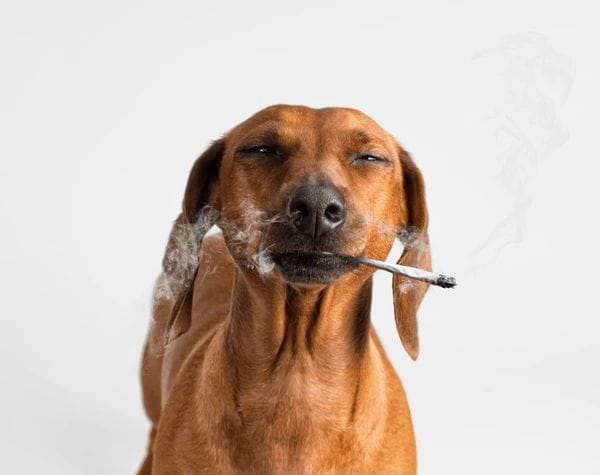 Spliffy