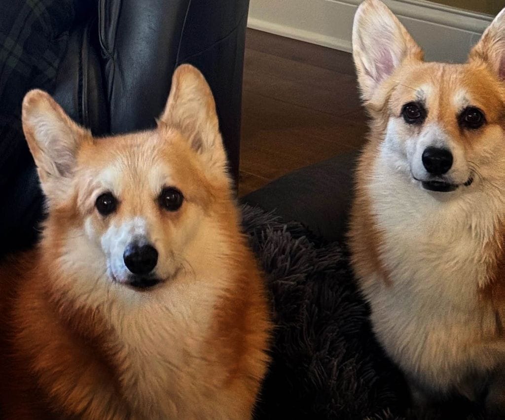 Patrick's Corgis